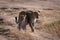 Leopard walks with cub over sandy ground