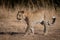 Leopard walks over sandy ground in savannah