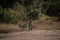 Leopard walks over sandy ground on savannah