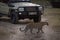 Leopard walks past truck on dirt track