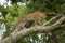 Leopard walks up lichen-covered branch lifting paw