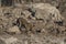 Leopard at a waterhole in Etosha National Park