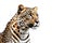 Leopard on White Transparent Background - Copy Space for Text