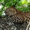 Leopard wild animal laying on the tree in jungle