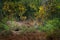 Leopard in Wilpattu. Leoprad hidden in green vegetation. Leopard from Sri Lanka, Panthera pardus kotiya, big spotted cat lying on