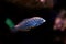 Leopard Wrasse - Macropharyngodon meleagris