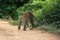 Leopard in Yala National Park in Sri Lanka