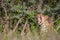 Leopard yawning in the bushes.