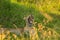 Leopard yawning in the long grass