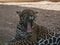 Leopard Yawning with tongue hanging out