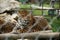 leopard in zoo