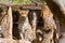 Leopard in a ZOO cage looking lifeless