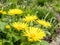 Leopards bane flower in the spring