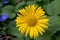 Leopards bane is a genus of flowering plants in the sunflower family.