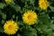 Leopards bane is a genus of flowering plants in the sunflower family.
