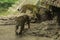 Leopards pair, male and female walking on stones