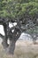 Leopards sleeping in a tree with a dead antelope in the Serengeti National Park in Tanzania