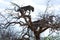 Leopards watching from a tree