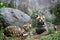 Leopardus Tegrinis or Tegrillo resting among rocks watching at an object off camera