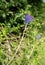 Leopoldia comosa aka Muscari comosum - tassel hyacinth
