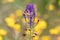 Leopoldia comosa L. Parl. syn. Muscari comosum is a perennial bulbous plant. Usually called the tassel hyacinth or tassel