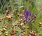 Leopoldia comosa Or Tassel Grape Hyacinth Crete Greece