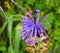 Leopoldia comosa Or Tassel Grape Hyacinth Crete Greece