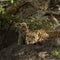 Leoprad and her cubs resting on rocks, Serengeti, Tanzania