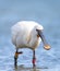 Lepelaar, Eurasian Spoonbill, Platalea leucorodia