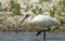 Lepelaar, Eurasian Spoonbill, Platalea leucorodia