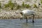 Lepelaar, Eurasian Spoonbill, Platalea leucorodia