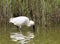 Lepelaar, Eurasian Spoonbill, Platalea leucorodia