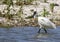 Lepelaar, Eurasian Spoonbill, Platalea leucorodia