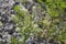 Lepidium campestre in bloom