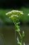 Lepidium draba, Cardaria draba, Hoary Cress, Brassicaceae. Wild plant shot in the spring