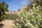 Lepidium fremontii desert pepperweed blooming in Joshua Tree National Park, California