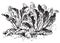 Lepidium latifolium, vintage engraving