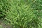 Lepidium virginicum Virginia pepperweed