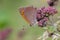 Lepidoptera butterfly delicately rests atop a vibrant pink flower bush