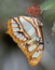 Lepidoptera butterfly on a dried flower, macro