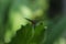 Lepidoptera butterfly on a green leaf of a plant