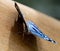 Lepidoptera butterfly on a wooden ground, macro