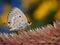 Lepidoptera on Celozja