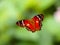 Lepidoptera red butterflies dotted with white