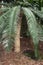 Lepidozamia peroffskyana or pineapple zamia a native plant of Australia