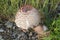 Lepiota americana or Leucoagaricus americanus or Reddening Lepiota