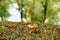 Lepiota mushroom in the grass with autumn foliage in the forest.