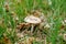 Lepiota mushroom in the grass with autumn foliage in the forest.