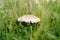 Lepiota mushroom in the grass with autumn foliage in the forest.