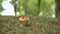 Lepiota mushroom in the grass with autumn foliage in the forest.